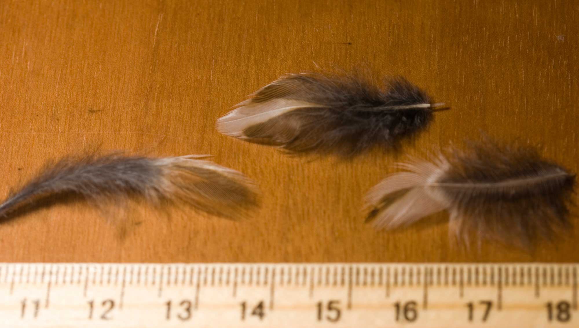 Spennata dalla Selva del Lamone